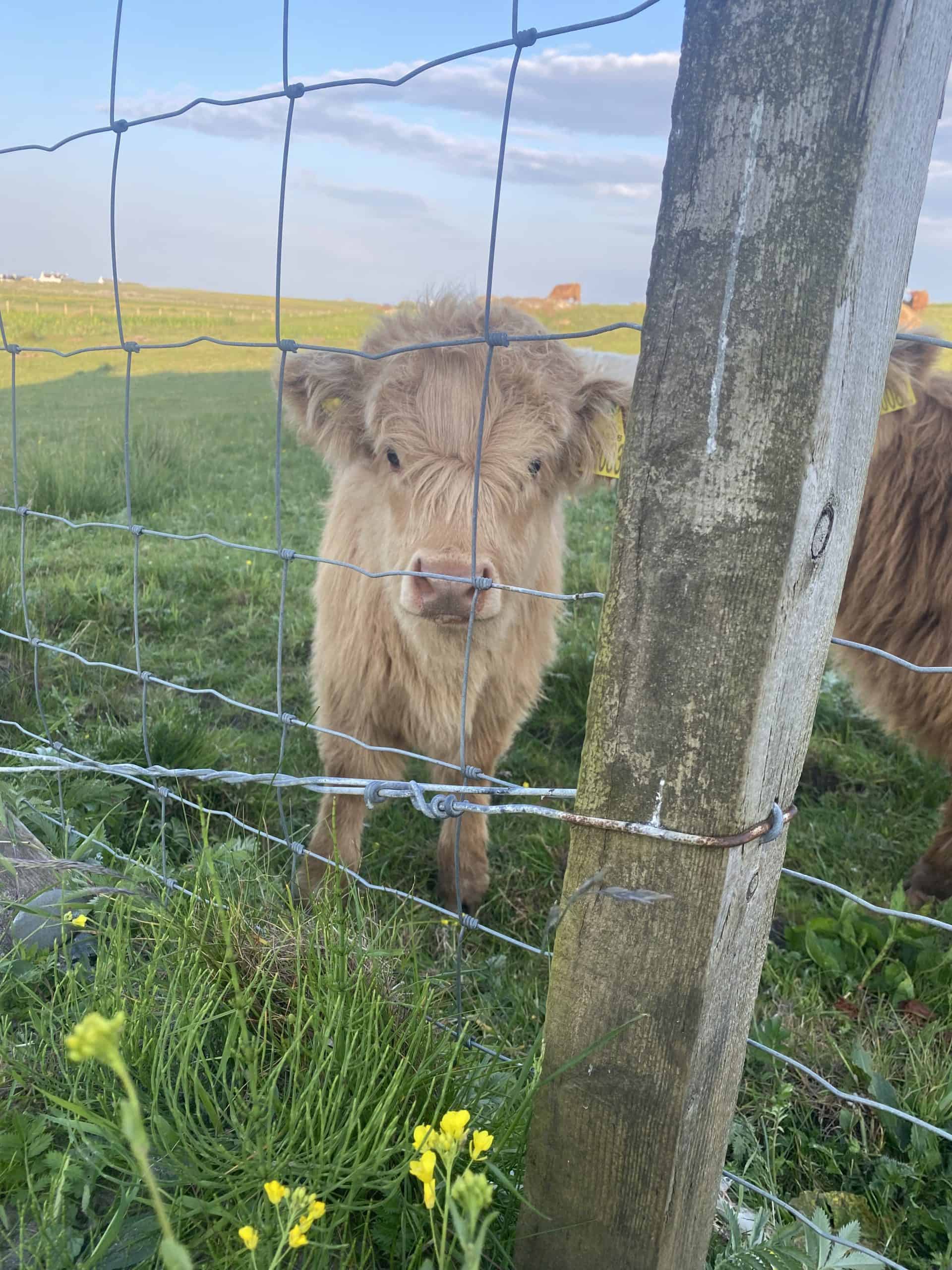Friendly calf looking through farm fence at Wee Trails adventure park.
