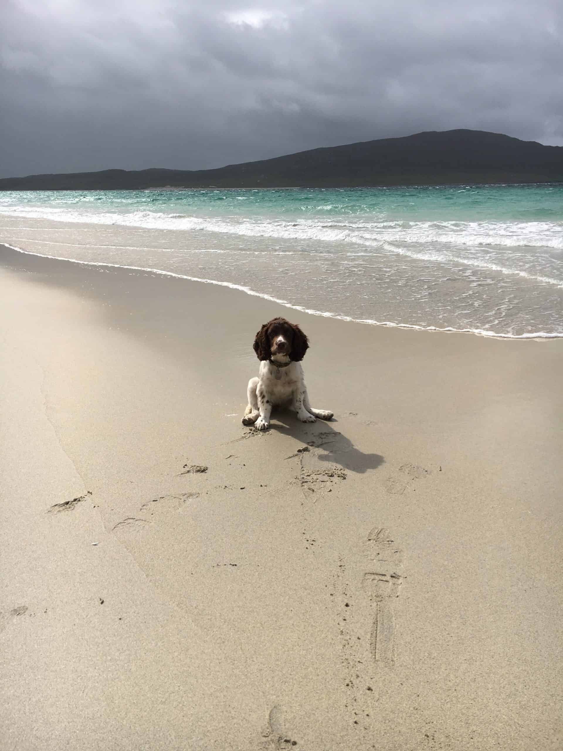 Adorable dog sitting on sandy beach with ocean waves and mountain background.