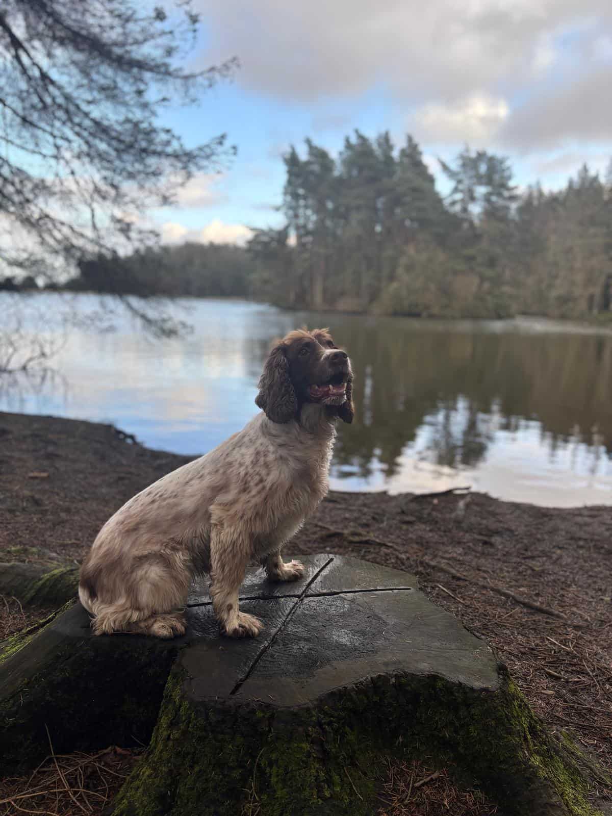 Cute dog sitting on tree stump by river in woodland setting.