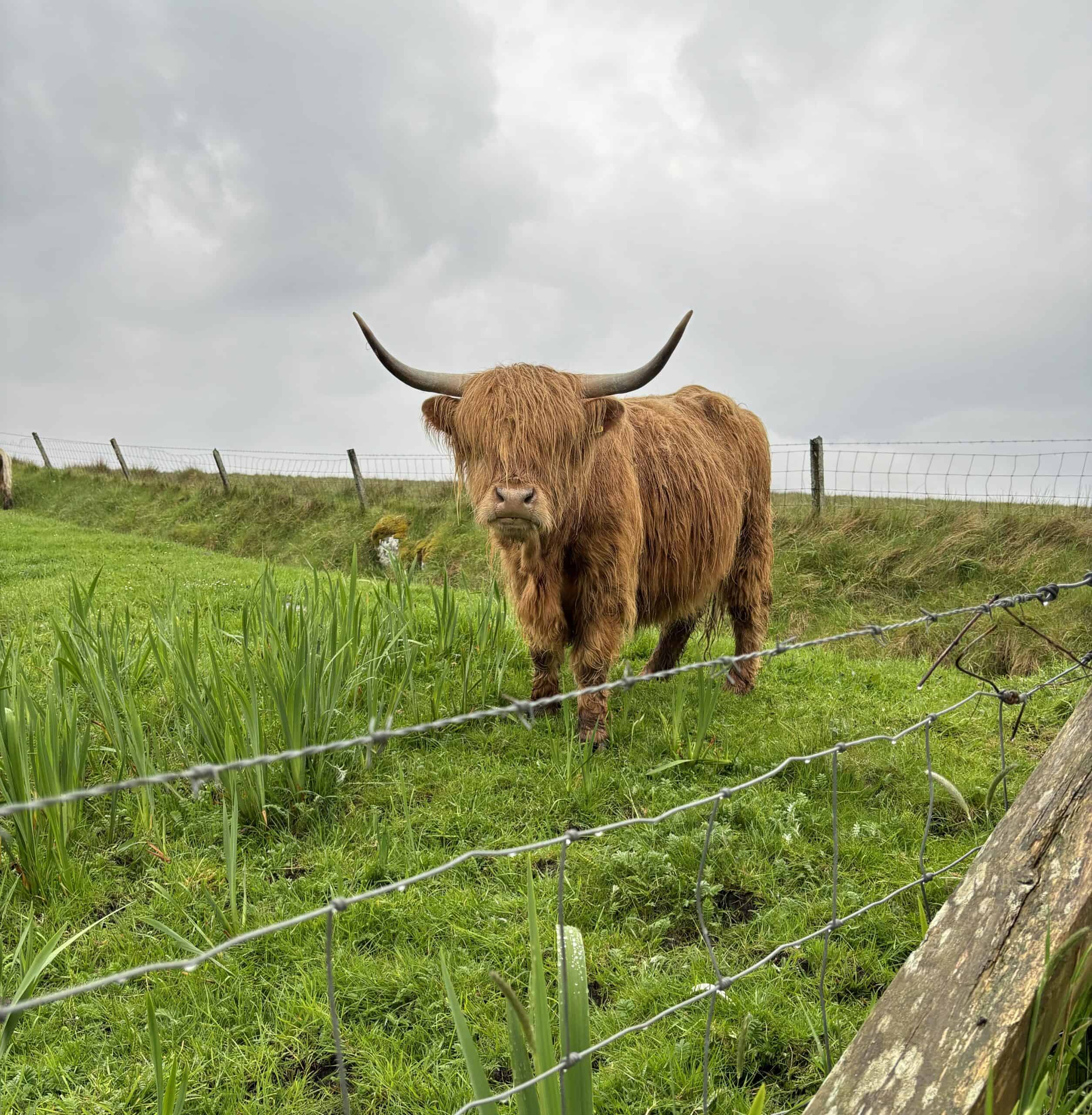 Highland cow in lush green field with cloudy sky, Scottish farm animal, rural outdoor scenery.