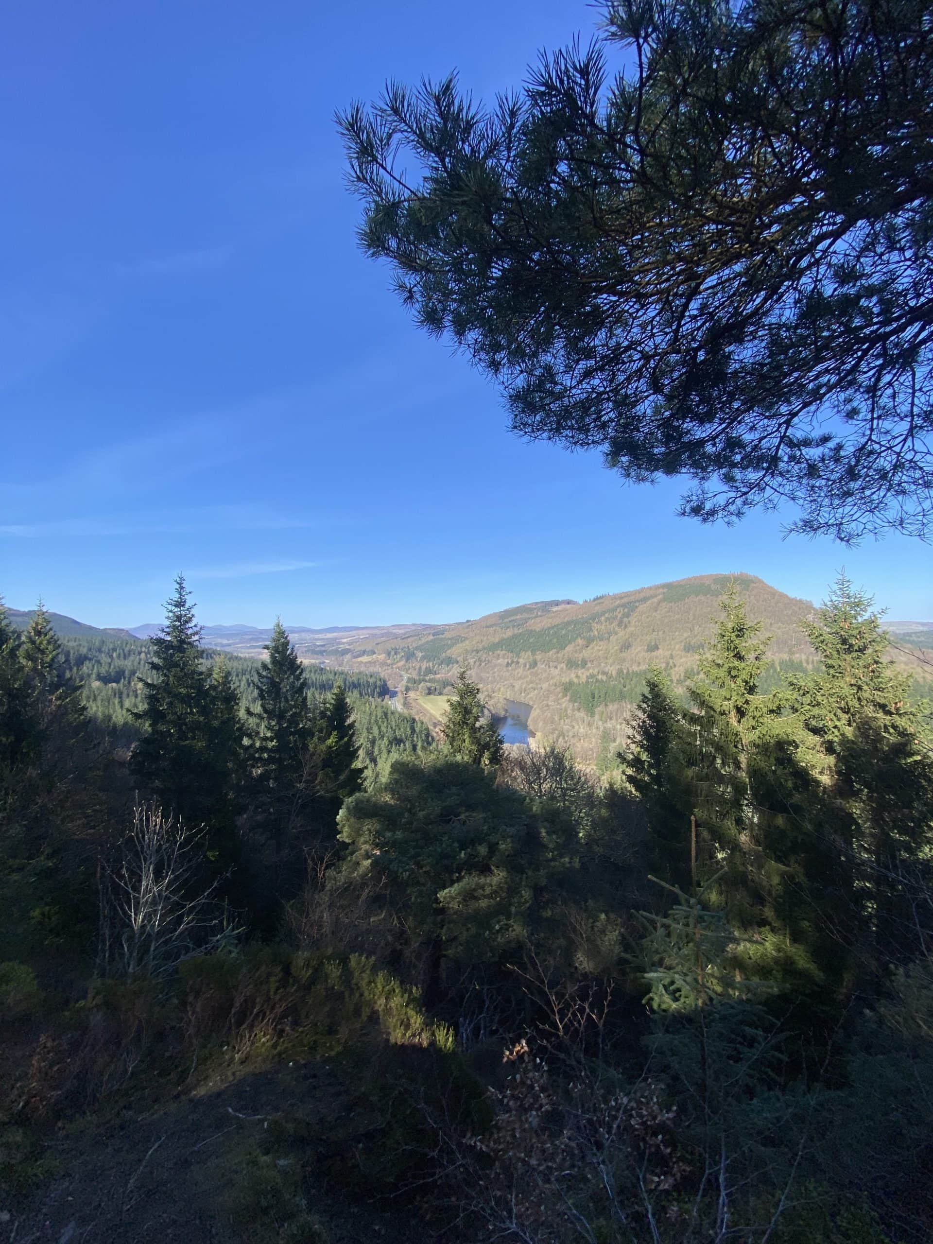 Vibrant forest scenery with tall trees and a mountain river, showcasing natural beauty and scenic trails for hiking.